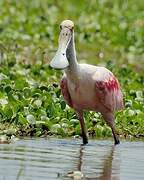 Roseate Spoonbill