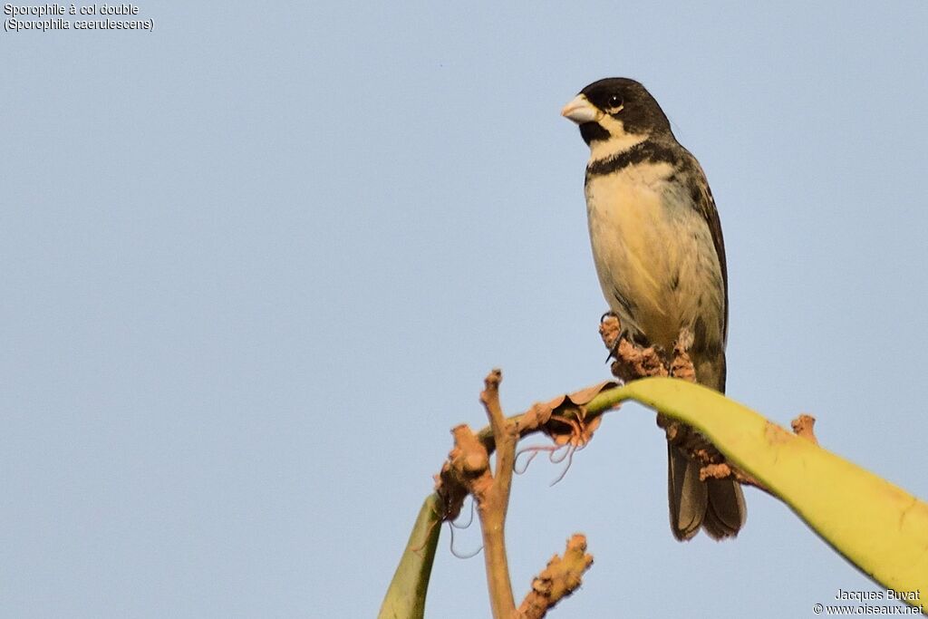 Double-collared Seedeateradult