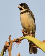 Double-collared Seedeater