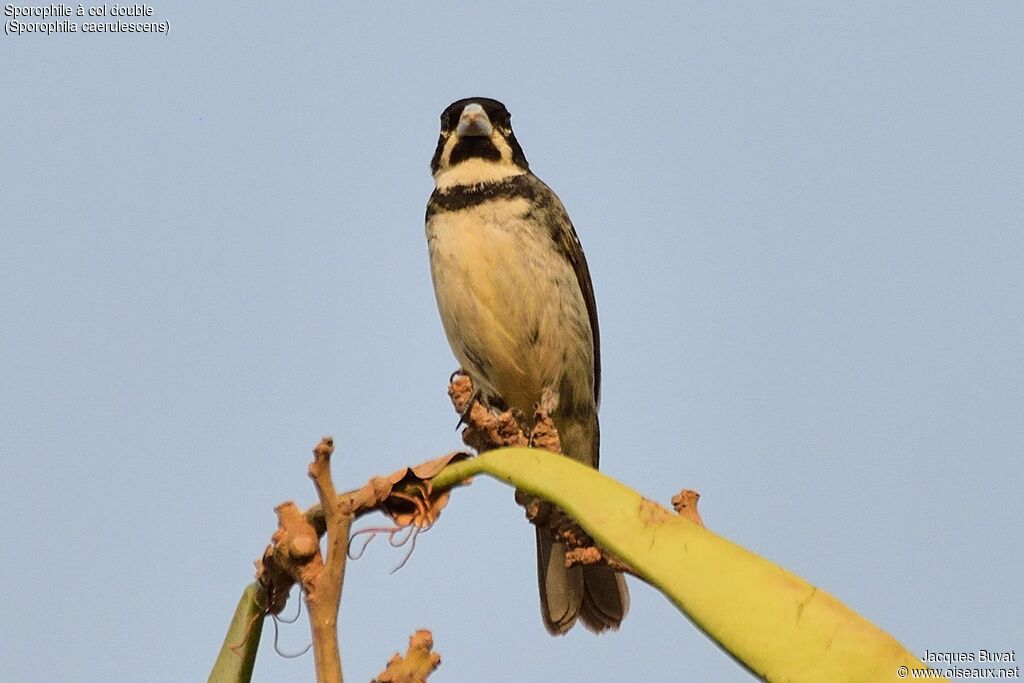 Double-collared Seedeateradult