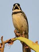 Double-collared Seedeater