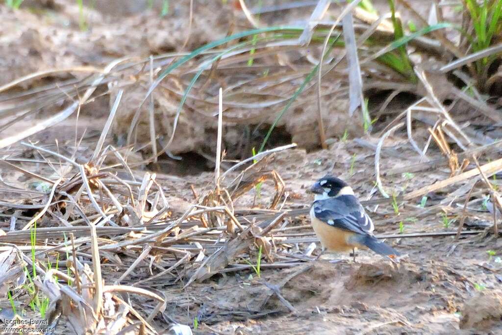 Rusty-collared Seedeater male adult, habitat, pigmentation, eats