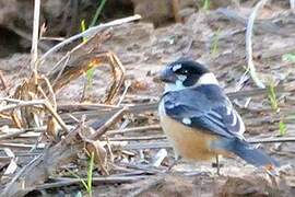 Rusty-collared Seedeater