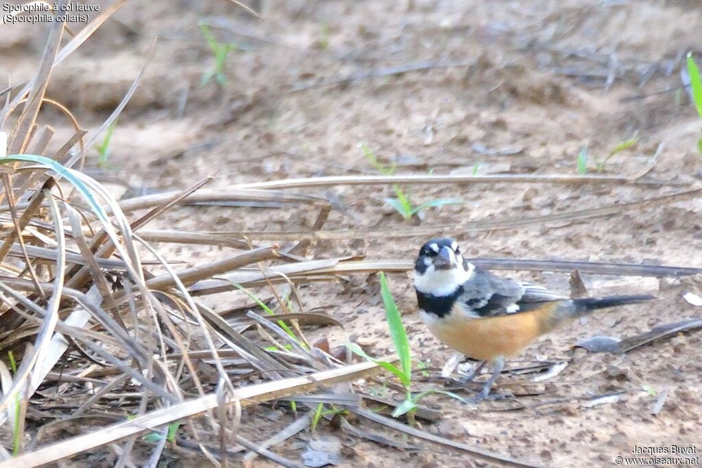 Rusty-collared Seedeater