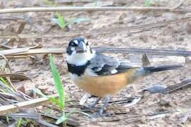 Rusty-collared Seedeater