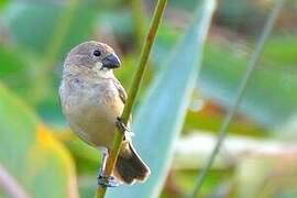 Rusty-collared Seedeater