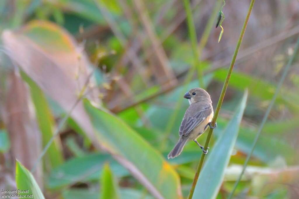 Rusty-collared Seedeater female adult, identification