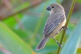 Rusty-collared Seedeater