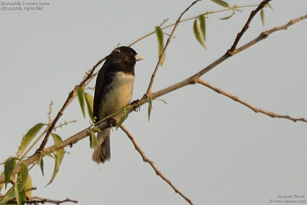 Yellow-bellied Seedeateradult