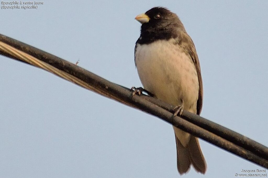 Yellow-bellied Seedeateradult