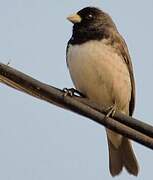 Yellow-bellied Seedeater