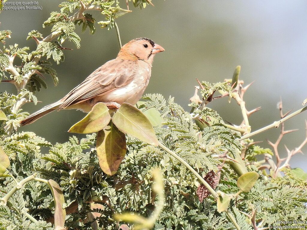 Speckle-fronted Weaveradult, identification, aspect, pigmentation