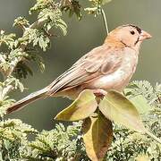 Speckle-fronted Weaver