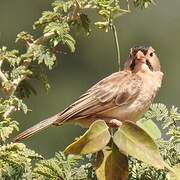 Speckle-fronted Weaver