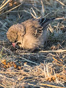 Scaly-feathered Weaver