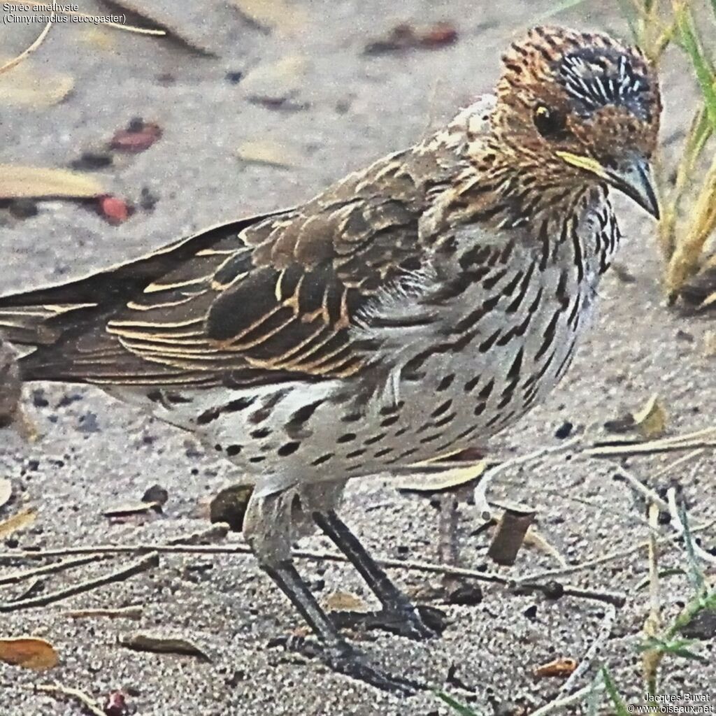 Violet-backed Starlingjuvenile