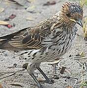 Violet-backed Starling