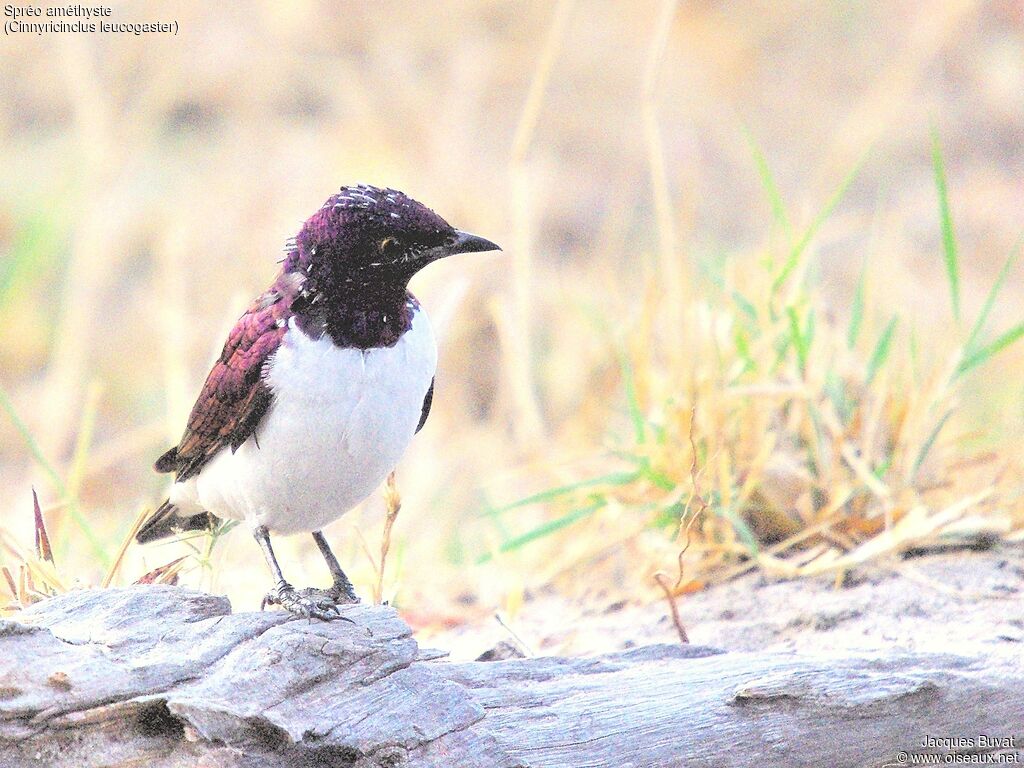 Violet-backed Starling male adult