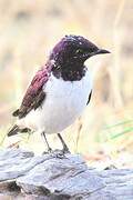 Violet-backed Starling