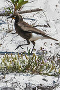 Pied Starling