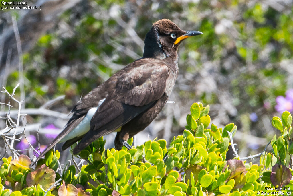 Pied Starling