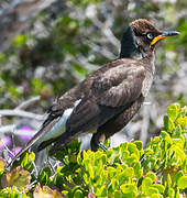 Pied Starling