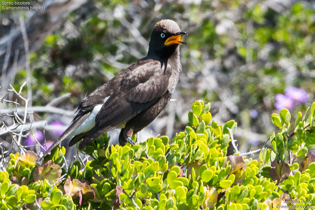 Pied Starlingadult