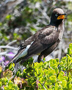 Pied Starling