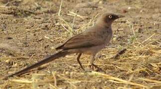 Ashy Starling