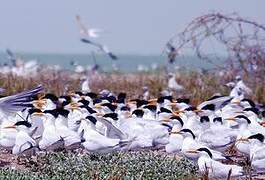 West African Crested Tern