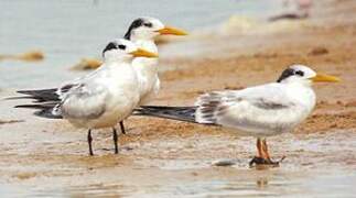 West African Crested Tern