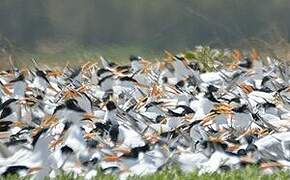 West African Crested Tern