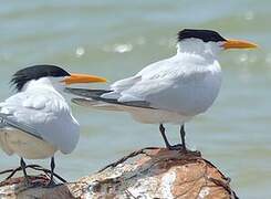 West African Crested Tern