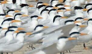 West African Crested Tern