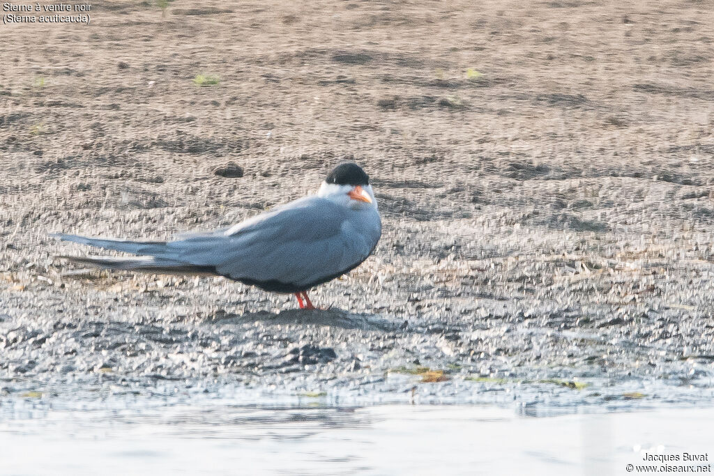 Black-bellied Tern