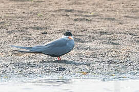 Black-bellied Tern