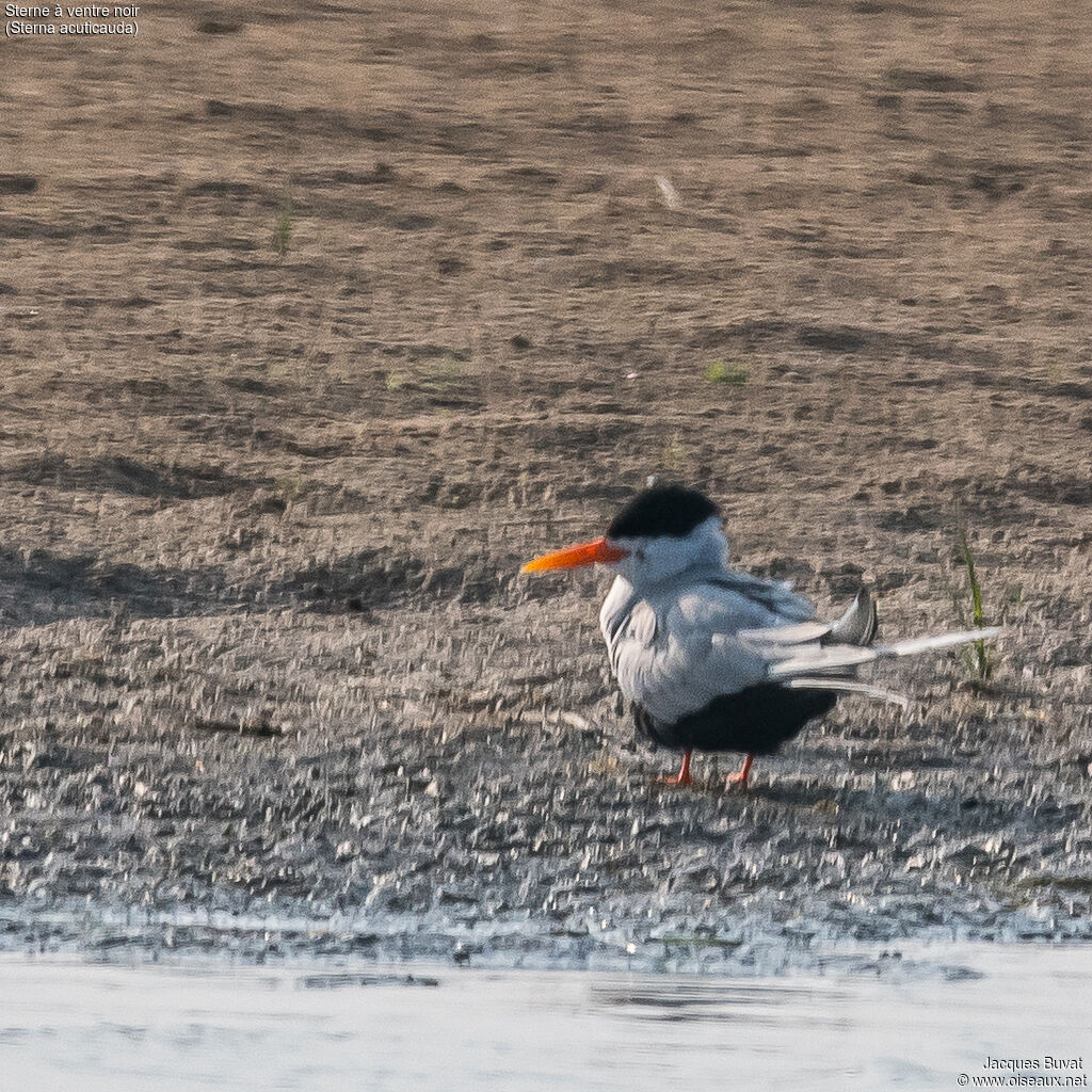 Black-bellied Ternadult, identification, aspect, pigmentation