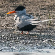 Black-bellied Tern