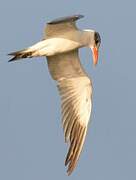 Caspian Tern