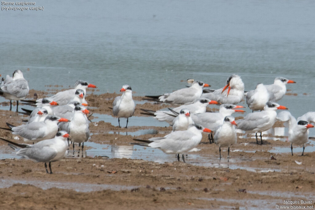 Caspian Ternadult breeding, aspect, pigmentation