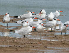 Caspian Tern