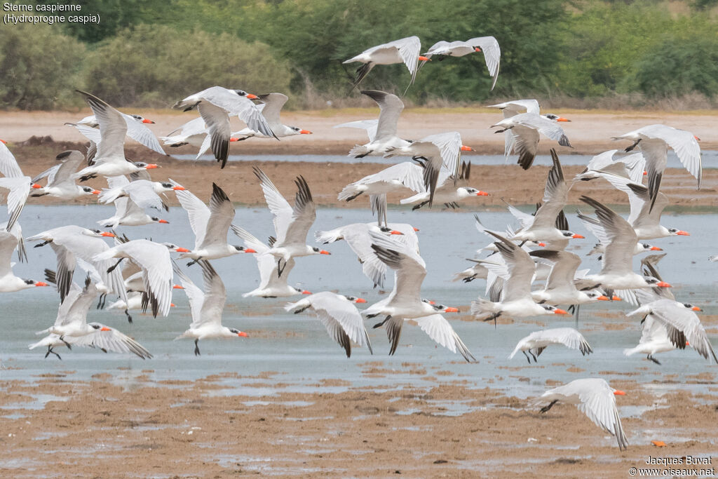 Caspian Ternadult breeding, aspect, pigmentation, Flight