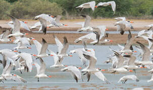 Caspian Tern