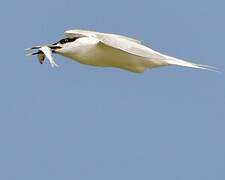 Sandwich Tern