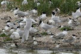 Sandwich Tern