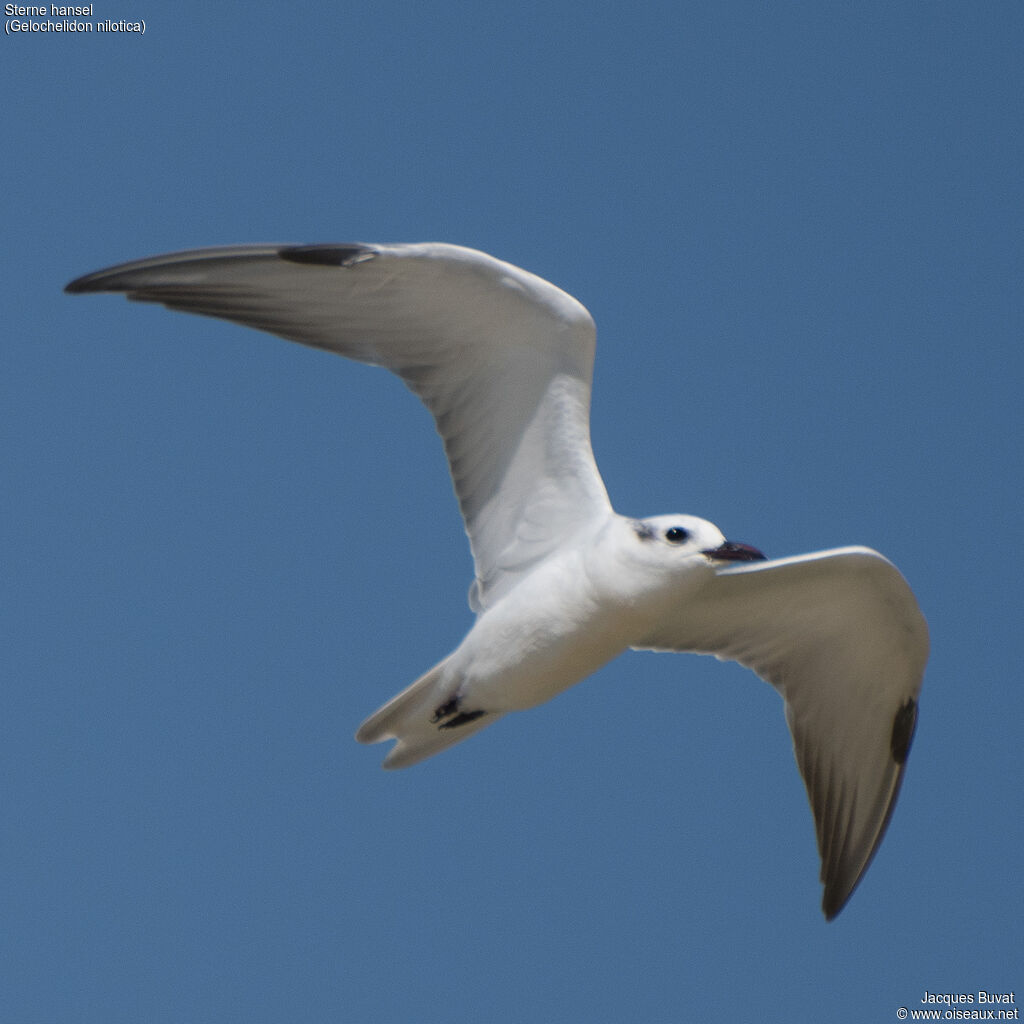 Gull-billed Ternadult post breeding, Flight