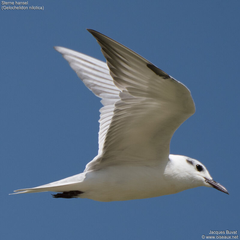 Gull-billed Ternadult post breeding, aspect, pigmentation, Flight