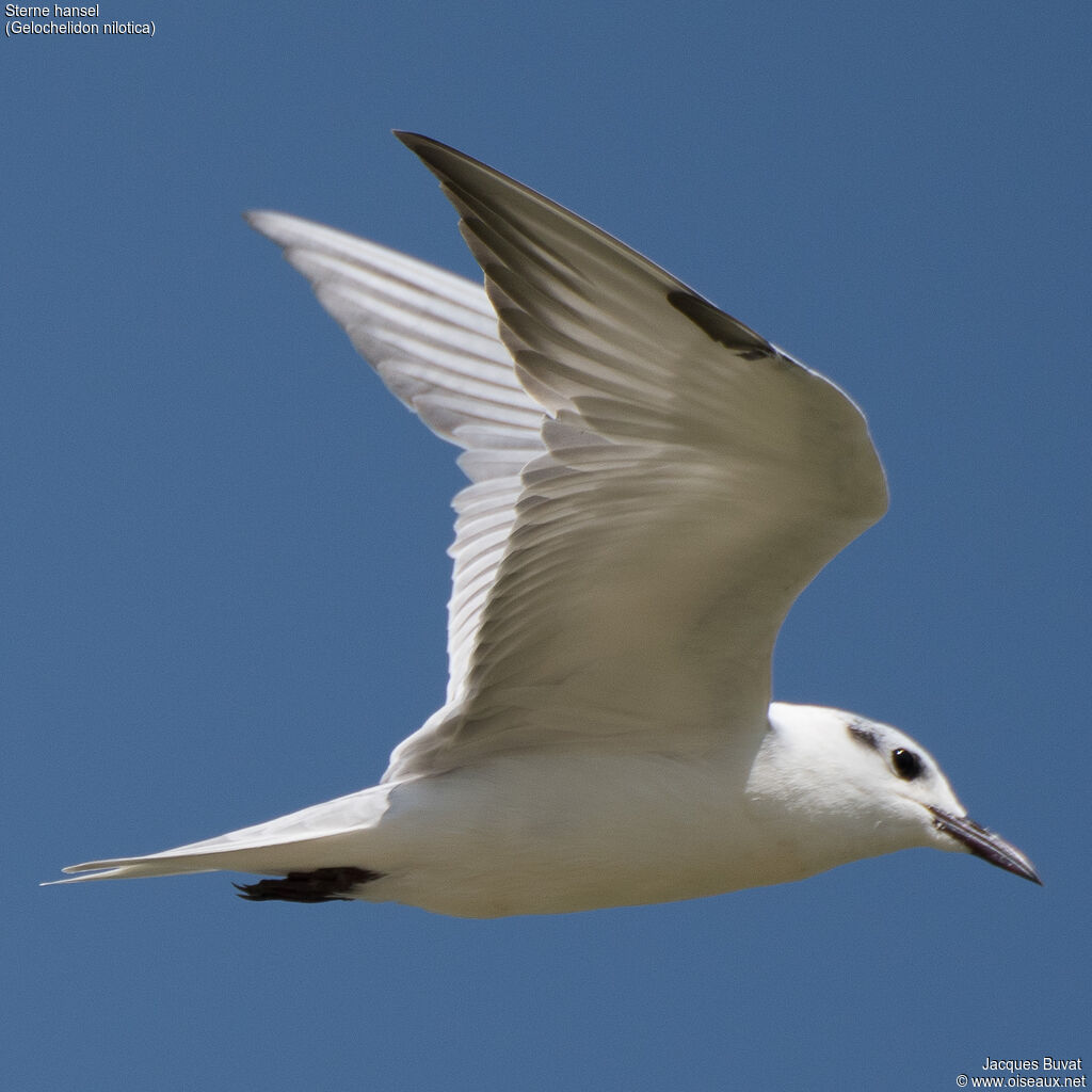 Gull-billed Ternadult post breeding, aspect, pigmentation, Flight