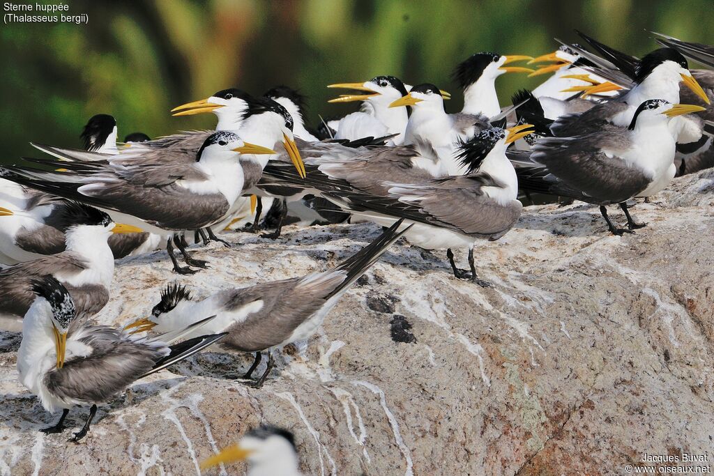 Greater Crested Ternadult post breeding