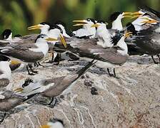 Greater Crested Tern